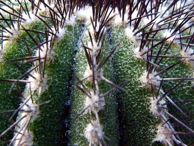 Uebelmannia_ pectinifera_ssp.pectinifera09